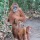 Sumatra. Rencontre avec les orangs-outans.